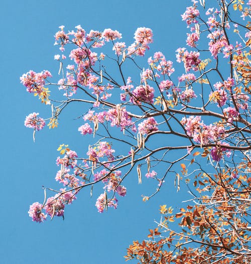 Fotos de stock gratuitas de árbol, cielo azul, crecimiento
