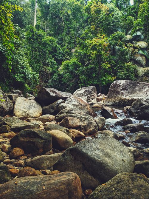 Free Tranquil scene of a lush forest with a rocky stream, perfect for nature themes. Stock Photo