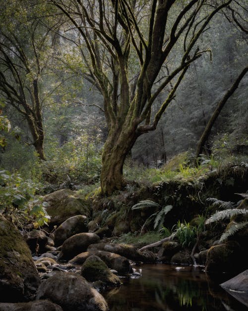 Imagine de stoc gratuită din arbori, codru, natură