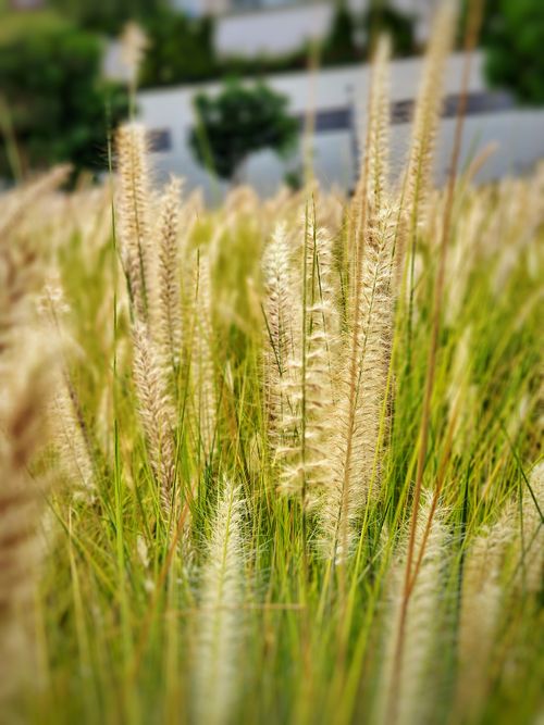 Free Detailed view of ornamental grass with a blurred urban backdrop in Dubai. Stock Photo