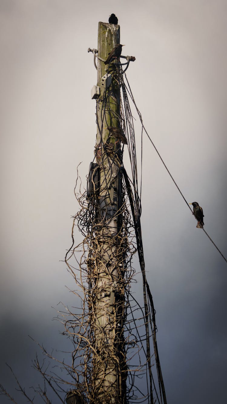 Birds Perching On Pole With Cables