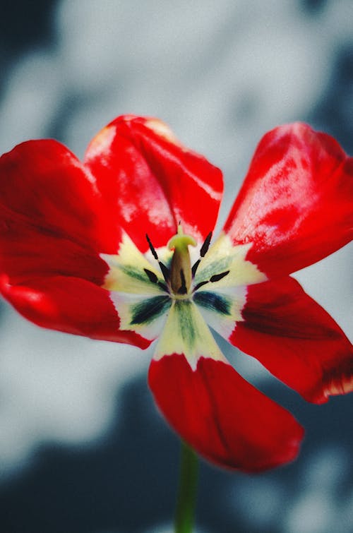 Unfolded Red Flower of Tulip