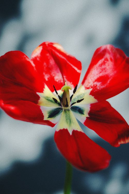 Free Stunning extreme close-up of a red tulip with sunlit petals showcasing vivid colors and selective focus. Stock Photo