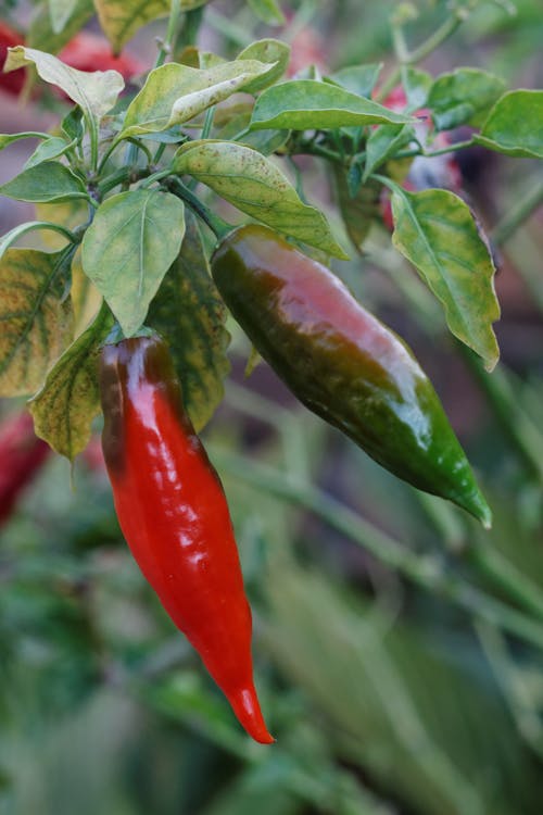 Free Red Chili Pepper in Close Up Photography Stock Photo