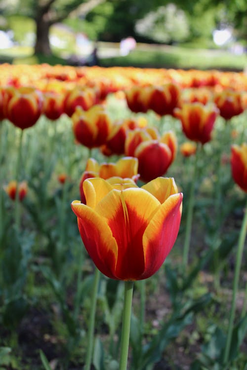 Beautiful Garden Tulips in Full Bloom