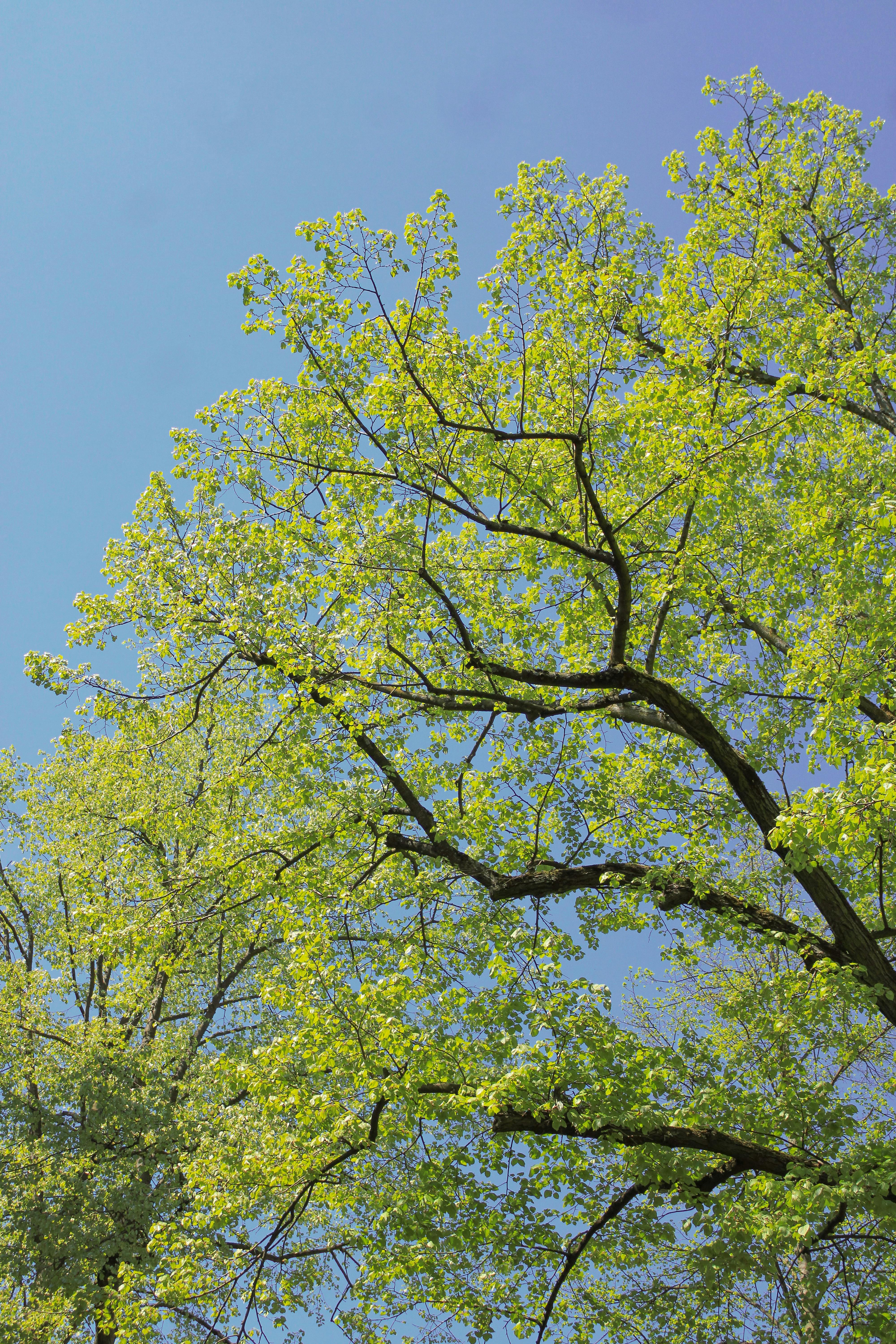Lush green tree branches with vibrant leaves under a clear blue sky during spring.