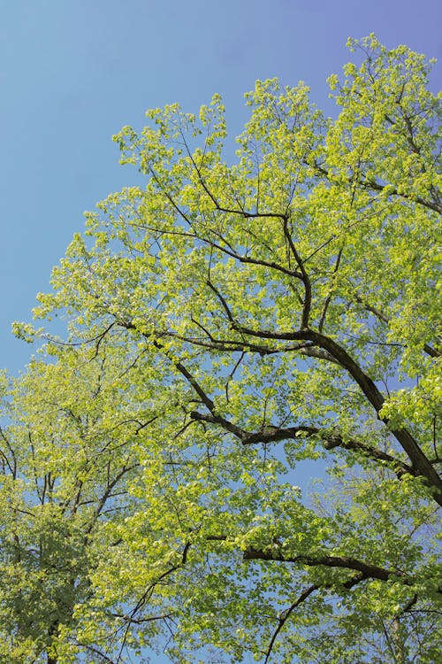 Kostenloses Stock Foto zu aufnahme von unten, blauer himmel, grüne blätter