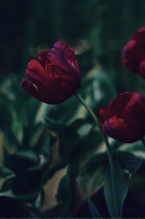 Beautiful Wine Red Tulip Flowers