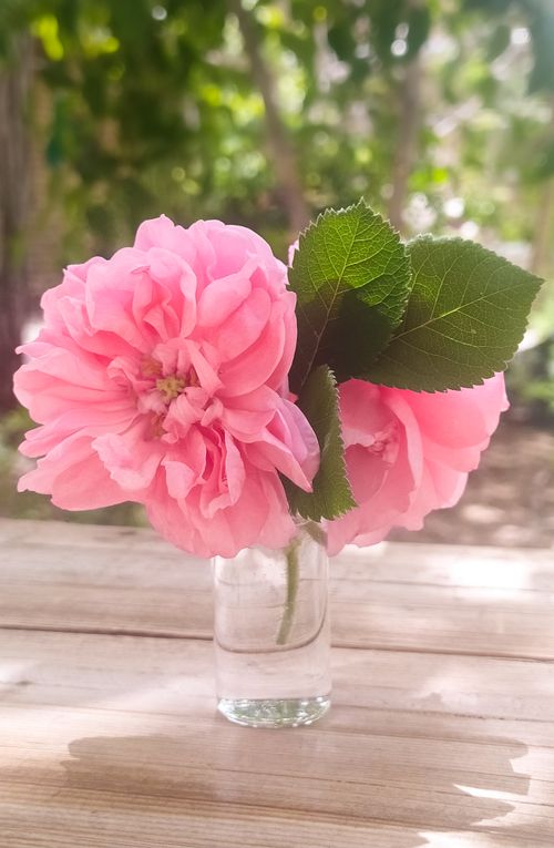 Free Beautiful pink damask roses in a clear glass vase on a wooden surface outdoors. Stock Photo