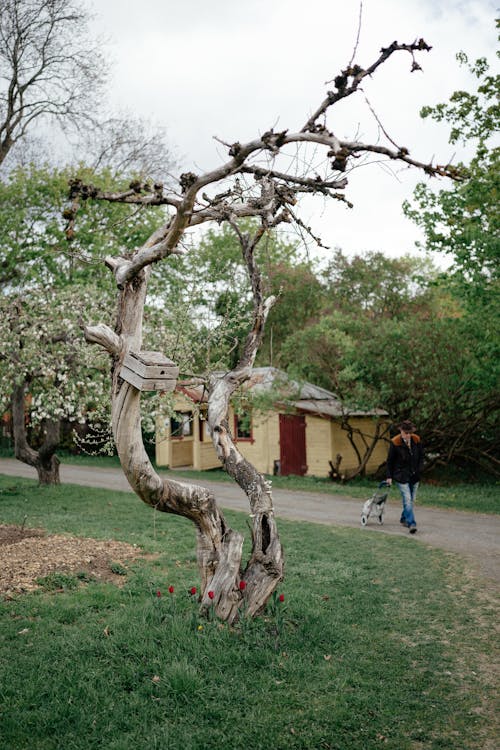 A Man Pulling a Cart Near Leafless Tree