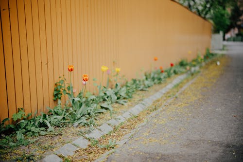 Flowers Blooming Beside Brown Fence