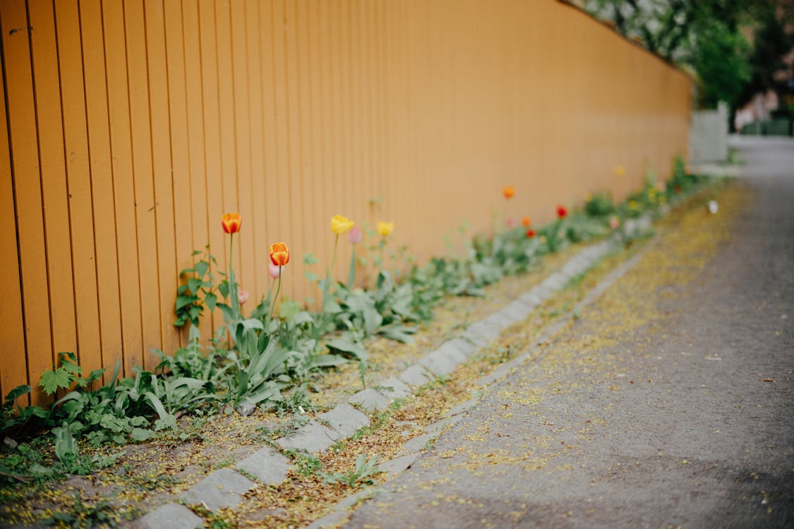 Безкоштовне стокове фото на тему «дім, квіти, квітки»