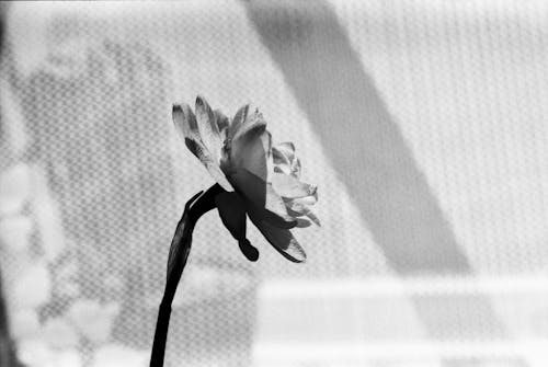 Darmowe zdjęcie z galerii z czarno-biały, flora, kwiat