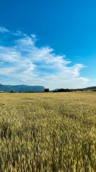 A vast wheat field stretches beneath a clear blue sky with distant mountains visible.