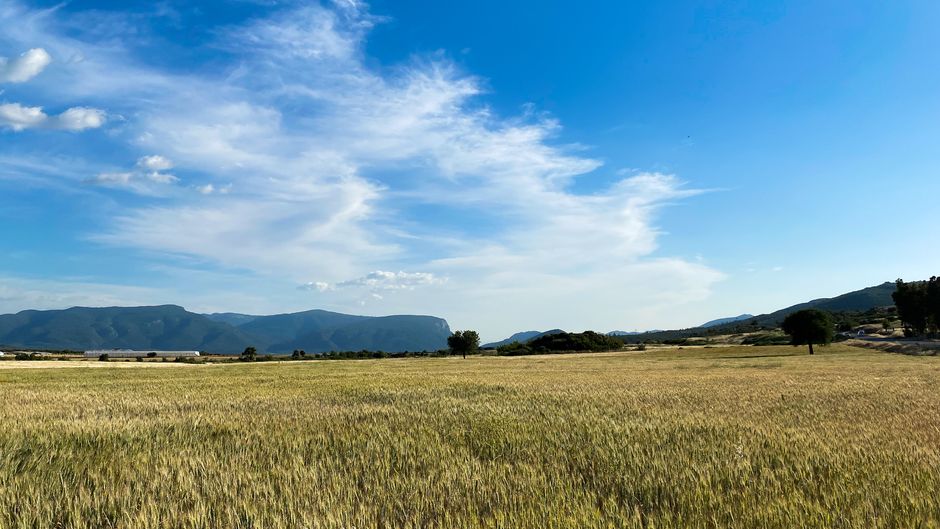 A vast wheat field extends to the mountains under a bright blue sky filled with clouds.