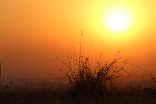 Beautiful sunrise with grass in the foreground, creating a tranquil scene in Nashik, India.