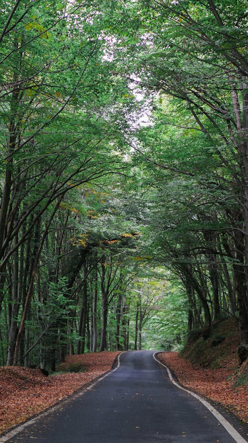 An Empty Asphalt Road Between Green Trees