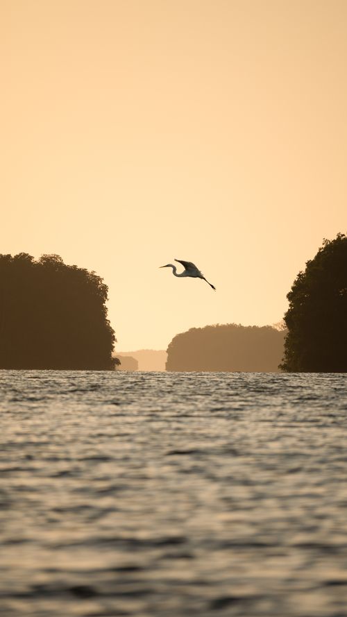 Free Silhouette of bird flying over a serene river at sunset, Oaxaca, Mexico Stock Photo