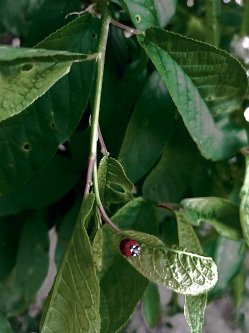 Fotos de stock gratuitas de amante de las plantas, cerca de, fondo de pantalla para el móvil