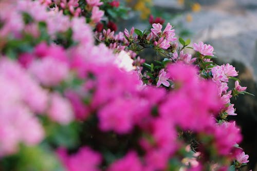 Foto profissional grátis de flor, flores, natureza