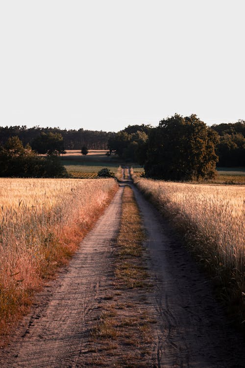 Darmowe zdjęcie z galerii z brązowa trawa, droga polna, krajobraz