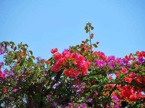 Pink and Purple Flowers Under a Clear Blue Sky