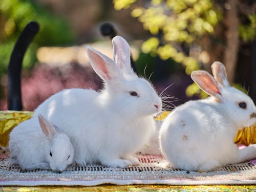 White Rabbits on a Mat