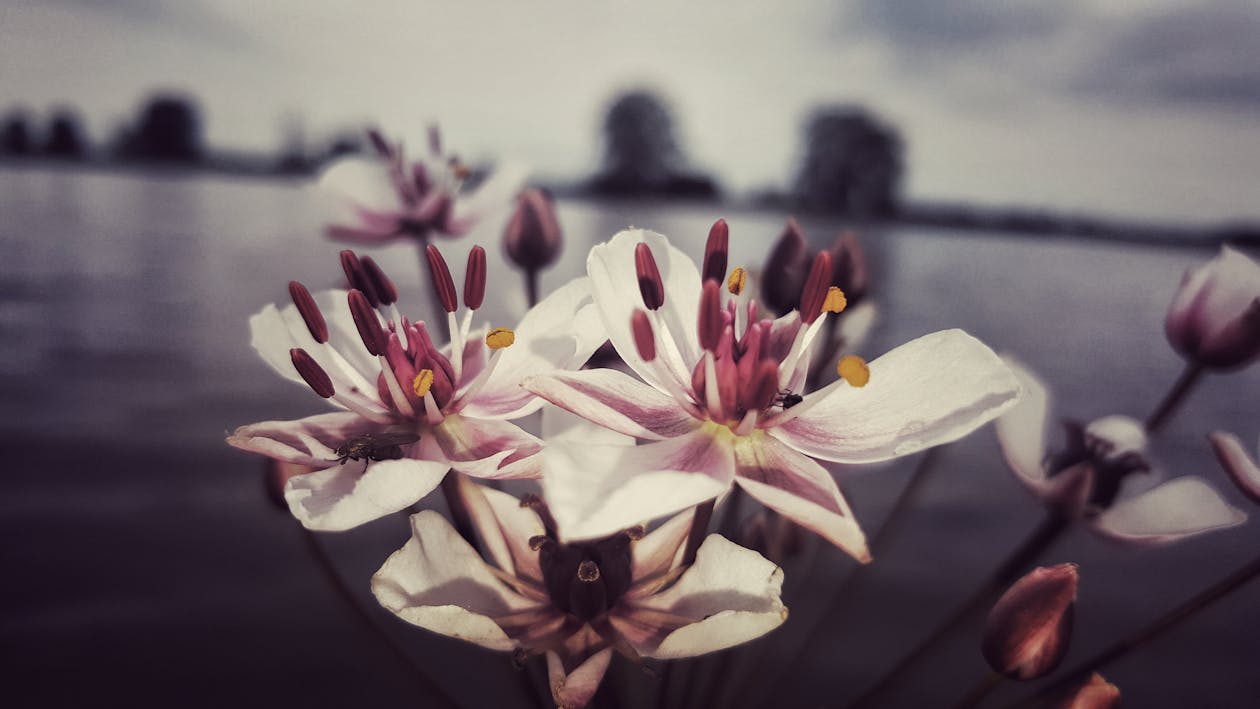 Ücretsiz Beyaz Orkide Stok Fotoğraflar