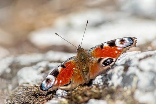 Free Brown and Black Butterfly on Gray Rock Stock Photo