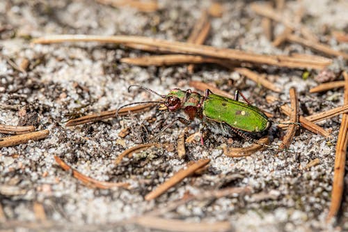 간, 곤충 사진, 녹색 호랑이 딱정벌레의 무료 스톡 사진