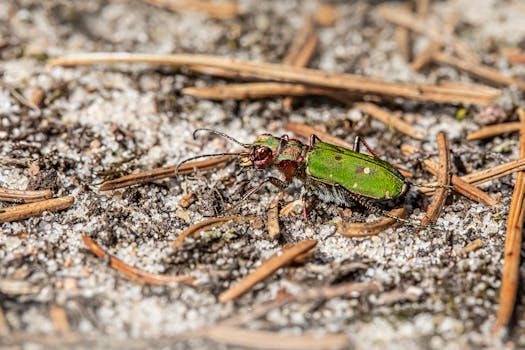 Macro shot of a vibrant green tiger beetle (Cicindela campestris) on sand.