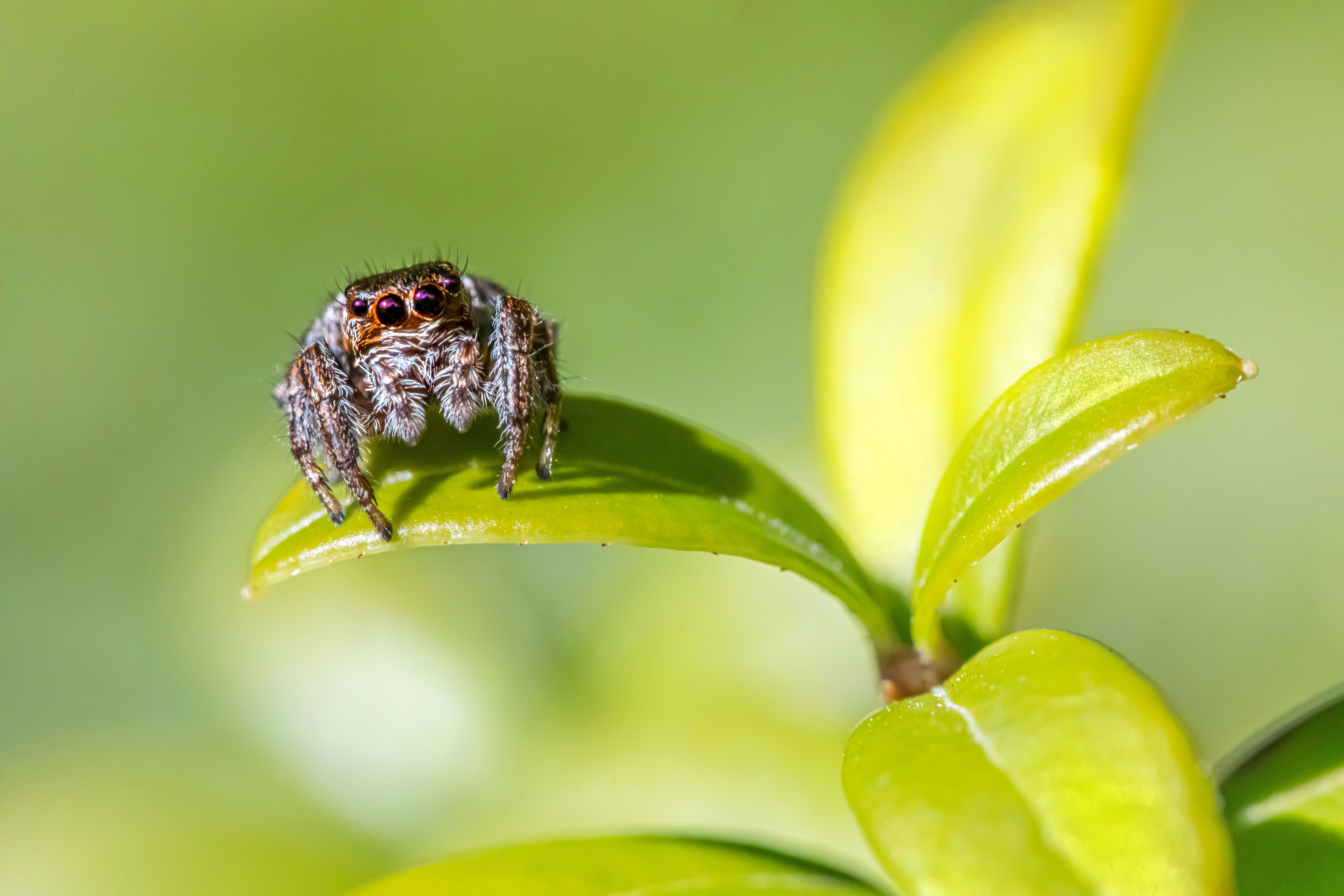 Close Up Photo of Spider on Green Leaf · Free Stock Photo