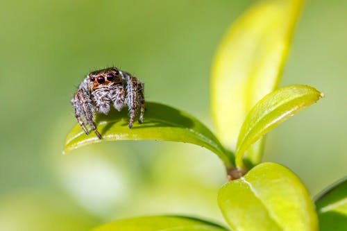 Free Brown and Black Spider on Green Leaf Stock Photo