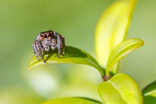 Free A detailed close-up of a jumping spider perched on a vibrant green leaf in natural light. Stock Photo