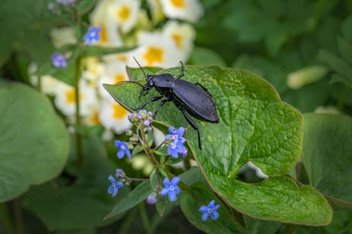 Free Black Beetle on Green Leaf Stock Photo