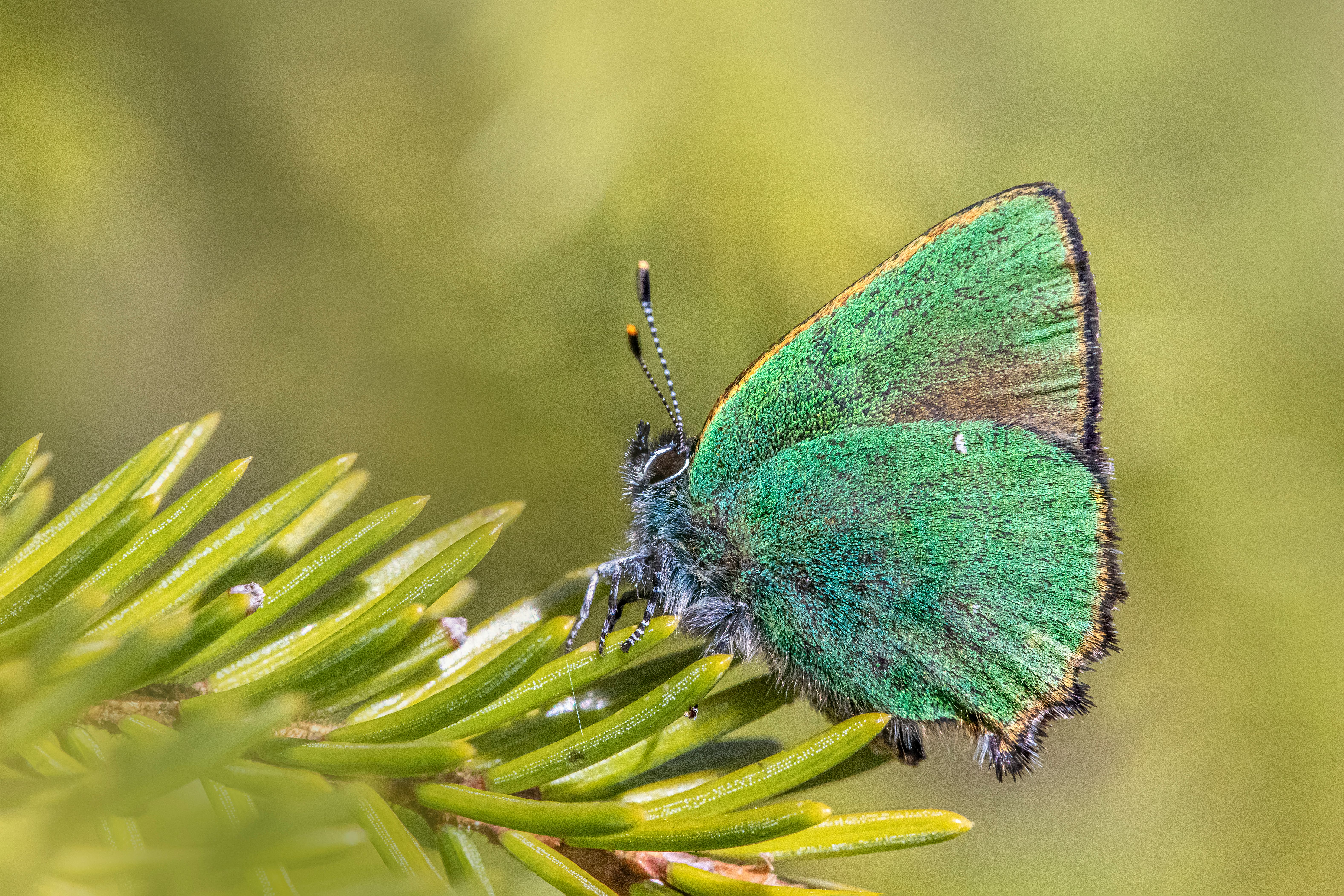 callophrys rubi, カモフラージュ, カラフルの無料の写真素材