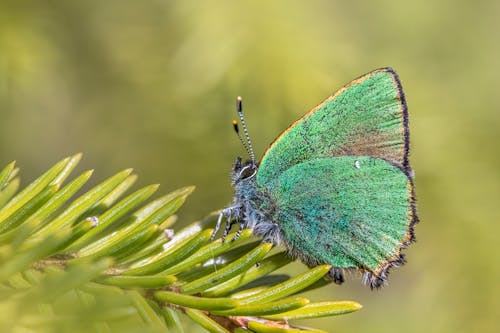 Free Blue and Brown Butterfly on Green Plant Stock Photo