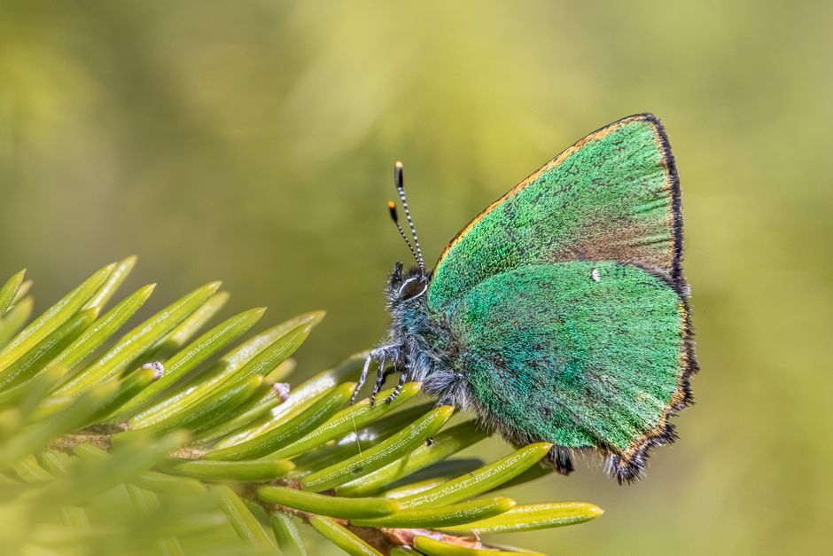 callophrys rubi, カモフラージュ, カラフルの無料の写真素材