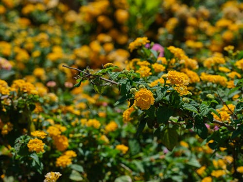 lantanas, 增長, 植物群 的 免費圖庫相片