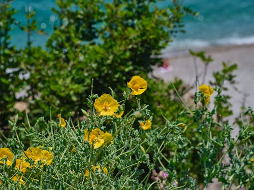 Beautiful Yellow Flowers in the Garden