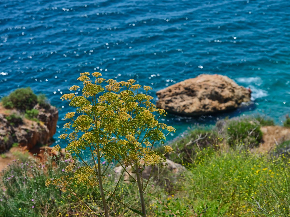 8 Day beachfront Vinyasa, Yin Holiday in Costa Tropical Andalucia 2