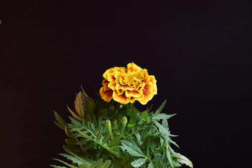 검은색 배경, 금잔화, 꽃이 피는의 무료 스톡 사진