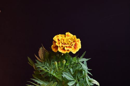Free A striking marigold flower with lush green foliage set against a black background, highlighting its rich colors. Stock Photo