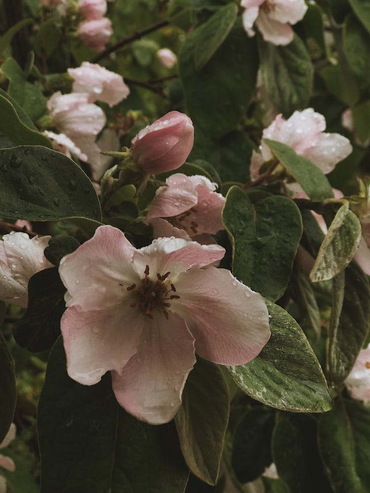 Quince Flowers In Bloom