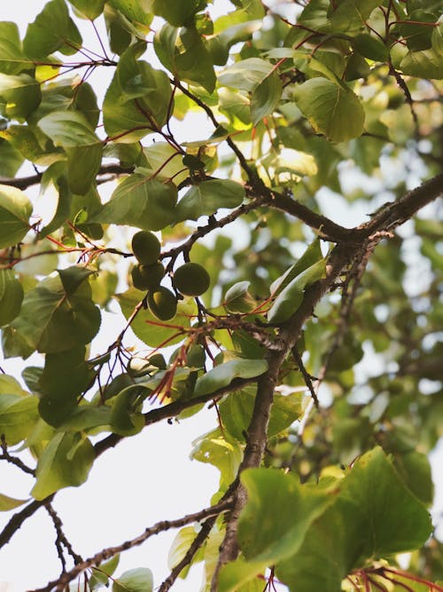 垂直拍摄, 树叶, 樹枝 的 免费素材图片