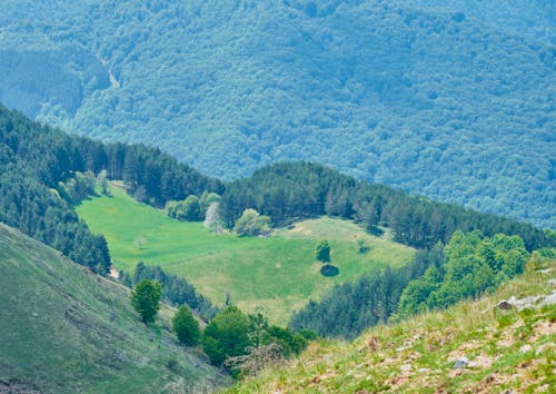 Green Grass Field and Trees Covered Mountain