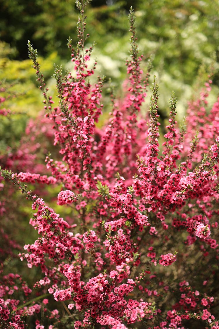 Bush Blooming In Garden In Summer