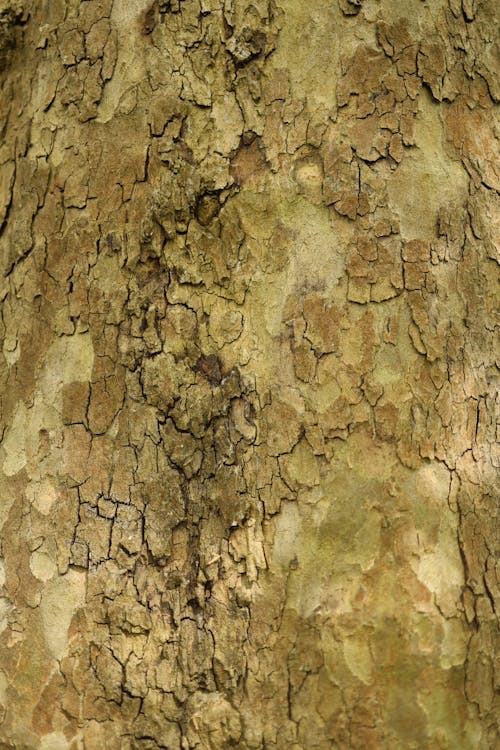Free Tree Bark in Close Up Photography Stock Photo