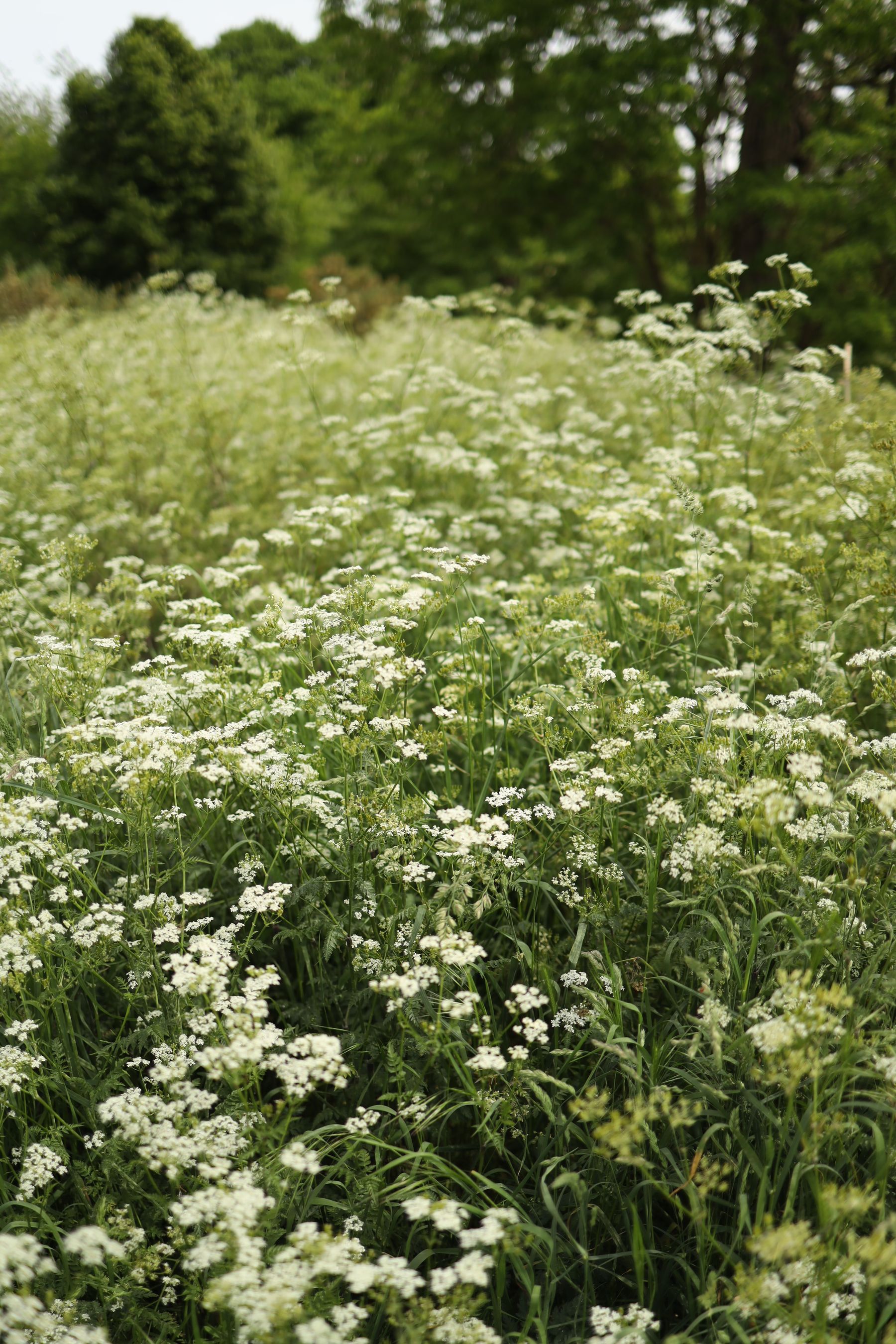 A spring meadow filled with wildflowers A spring meadow filled with wildflowers