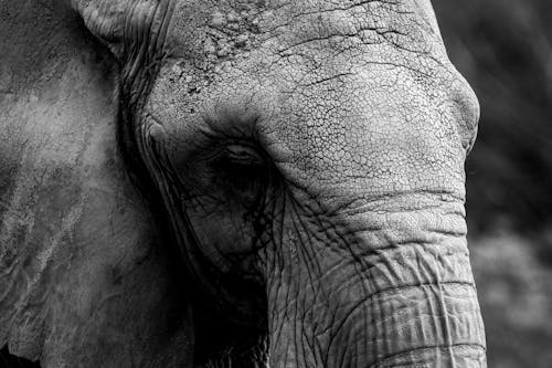 Photos gratuites de animal, échelle des gris, éléphant